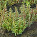 Ammannia multiflora - Photo Ningún derecho reservado, subido por 葉子