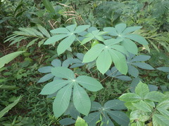 Manihot carthagenensis