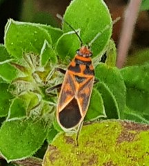 Graptostethus varipictus