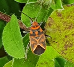 Graptostethus varipictus