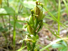 Platanthera hookeri
