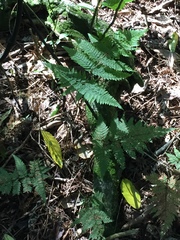 Parapolystichum microsorum