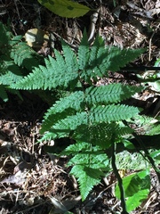 Parapolystichum microsorum