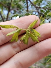 Eysenhardtia orthocarpa