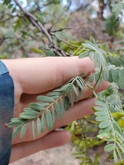 Eysenhardtia orthocarpa