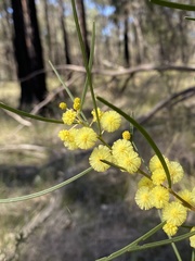 Acacia elongata