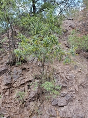 Eysenhardtia orthocarpa