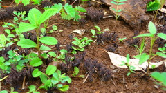 Thelephora multipartita