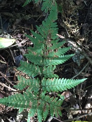 Parapolystichum microsorum