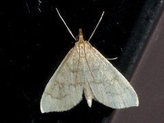 Metasia dicealis