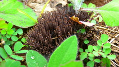 Thelephora multipartita