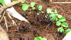 Thelephora multipartita