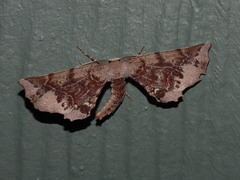 Parepisparis multicolora