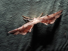 Parepisparis multicolora