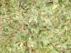 Frangula rubra