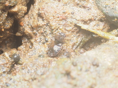 Ochteridae
