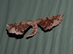 Parepisparis multicolora