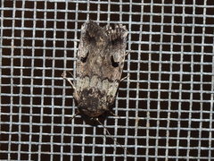 Thoracolopha flexirena