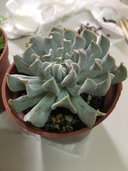 Echeveria runyonii