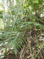 Microsorum membranifolium