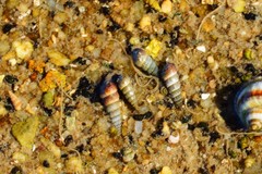 Zeacumantus plumbeus