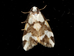 Thallarcha staurocola