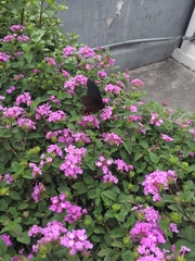 Mimoides thymbraeus aconophos