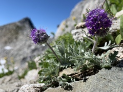 Phacelia sericea sericea