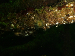 Sagartiogeton undatus