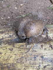 Breviceps verrucosus