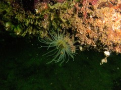 Sagartiogeton undatus