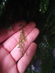 Trichomanes colensoi