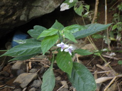 Asystasia indica