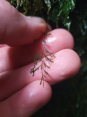 Trichomanes colensoi