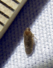 Opsiplanon luella