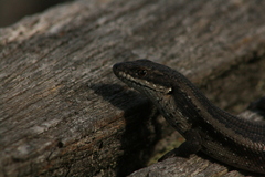 Egernia napoleonis