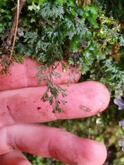 Trichomanes colensoi