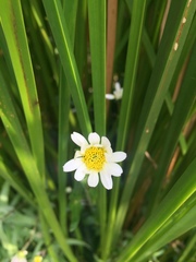 Jaegeria bellidiflora