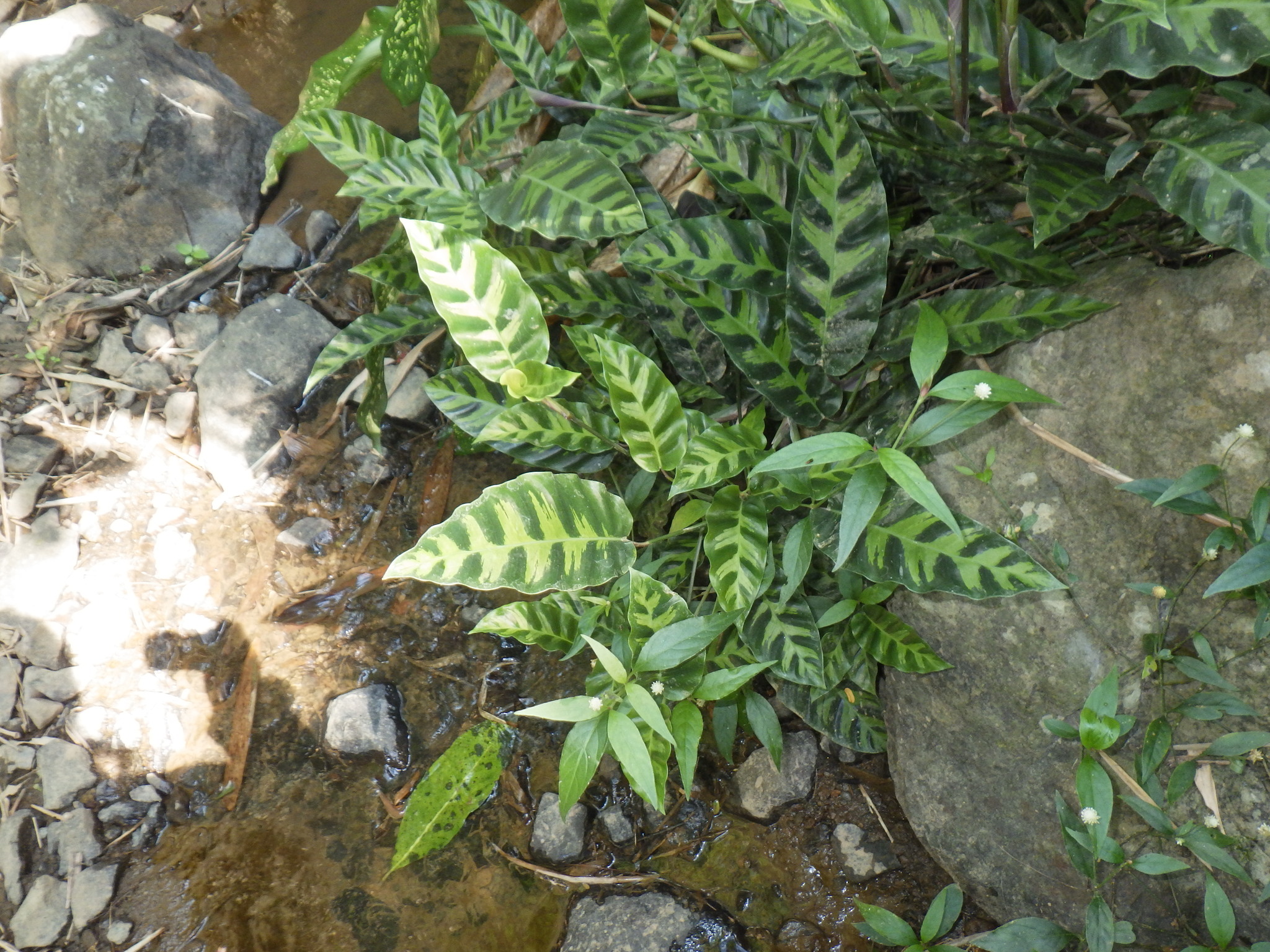 Imagem de Maranta white fusion