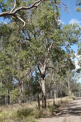 Angophora subvelutina