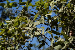 Angophora subvelutina