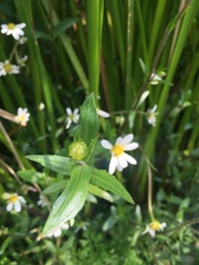 Jaegeria bellidiflora