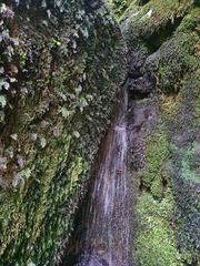 Trichomanes colensoi