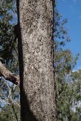 Angophora subvelutina