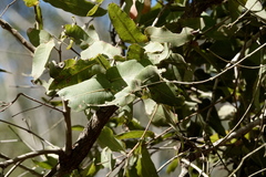 Angophora subvelutina