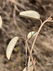 Croton gratissimus gratissimus