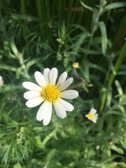 Jaegeria bellidiflora