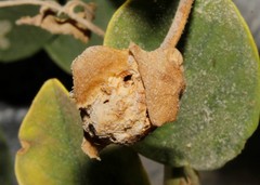 Asphondylia capparis