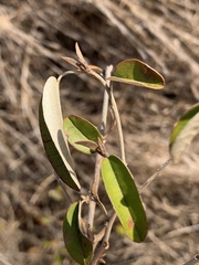 Croton gratissimus gratissimus