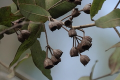 Angophora subvelutina